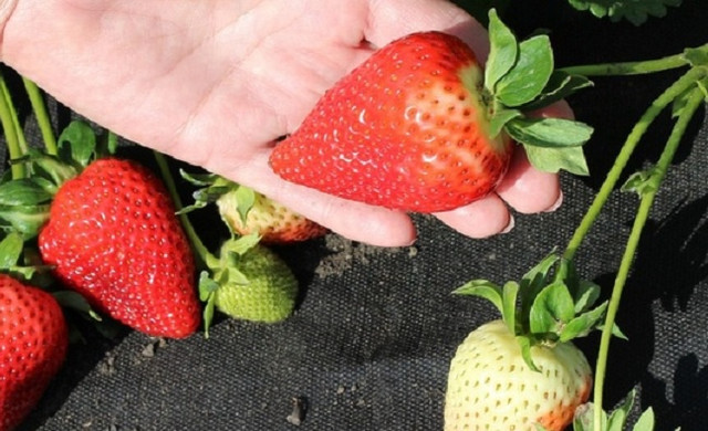 клубника Sweet Ann