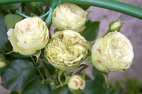 Роза флорибунда Лавли Грин: описание, цветение, характеристики