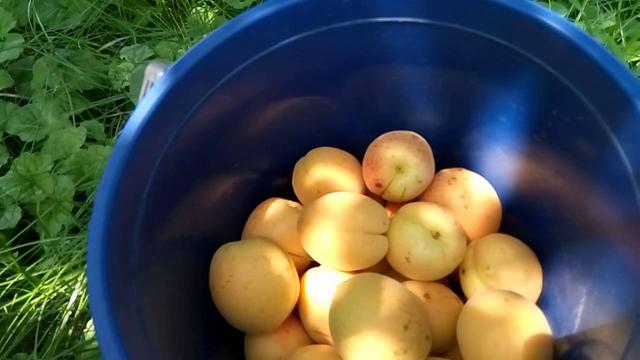 Саженцы абрикоса сорт Цюрупинский