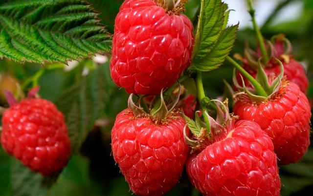 Саджанці малини сорт Квелі, малина Квелі, саджанці малини Квелі