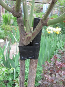 штамбова троянда купити, подвязака штамбової троянди