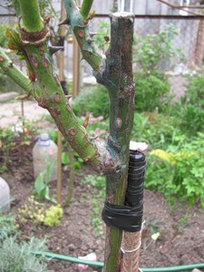 штамбова троянда купити, подвязака штамбової троянди