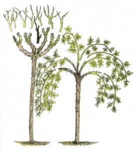 обрізка штамбової троянди, штамбові троянди, купити штамбові троянди в Україні