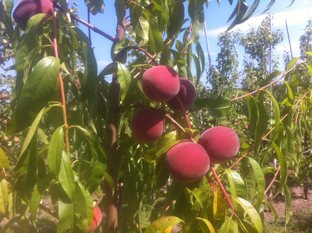 Саженцы персика раннего срока созревания Sensation