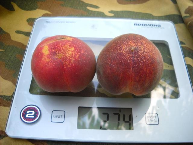 Саженцы персика сорт Франсуазе