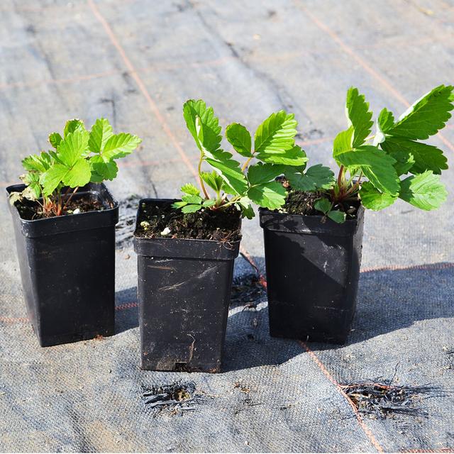 Саженцы земяники сорт Барон Солемахер