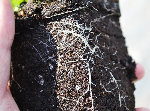 суниця сорт Барон Солемахер, фото и описание сорта земляники сорт Барон Солемахер