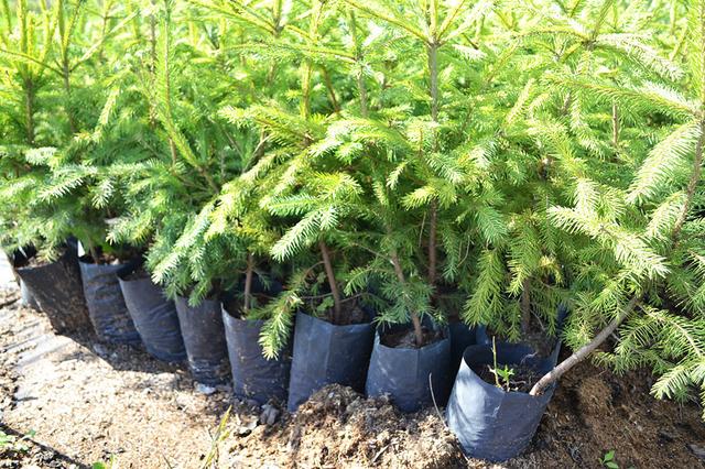 Ель обыкновенная купить саженцы по низкой цене в Украине