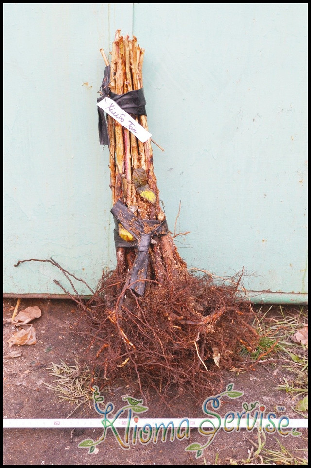 саджанці малини, малина химбо топ, купити малину химбо топ, саджанці малини химбо топ в Україні