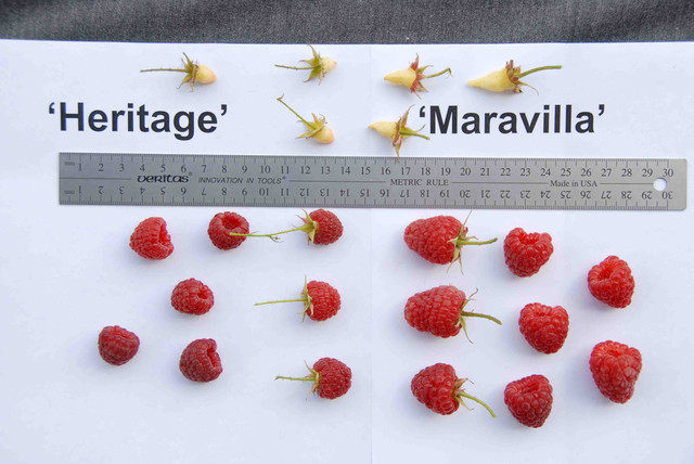 Саджанці малини сорт Маравилла, особливості сорту малини