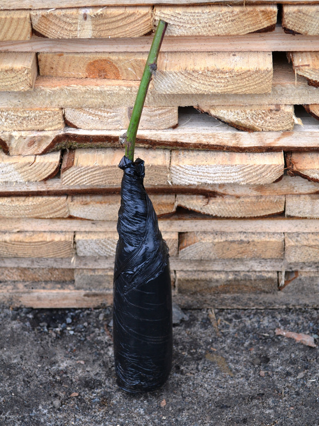 ежевика тонфри, саженцы ежевики тонфри, саженцы ежевики сорт тонфри фото и описание форта