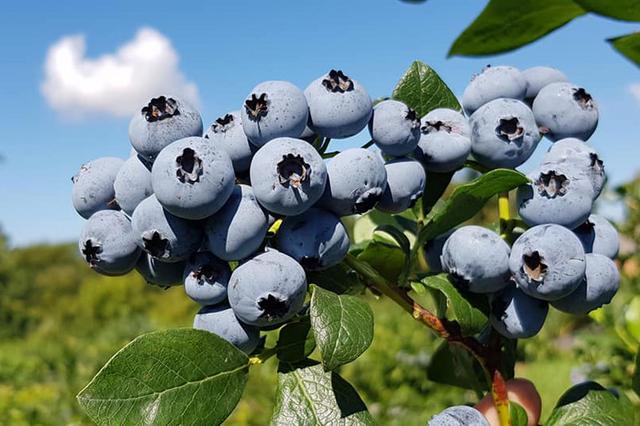 Саженцы голубики, голубика Нельсон