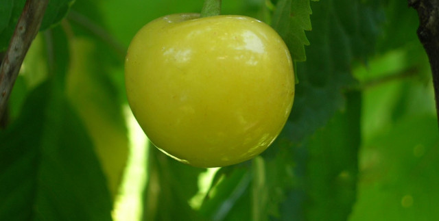 Черешня сорт Дачница купить, саженцы черешни