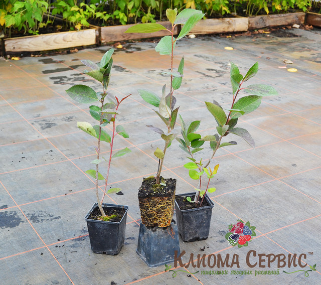 арония, купить аронию, арония черноплодная, арония купить в Украине