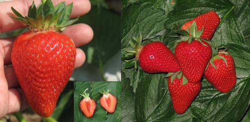 Клубника сорт Сибилла, особенности, созревание