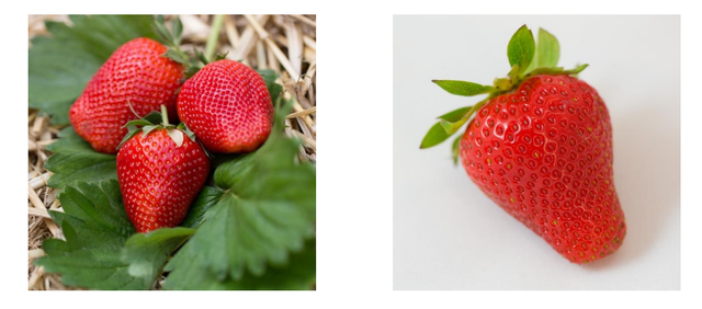 клубника сорт Сибилла, Клубника Сибилла купить