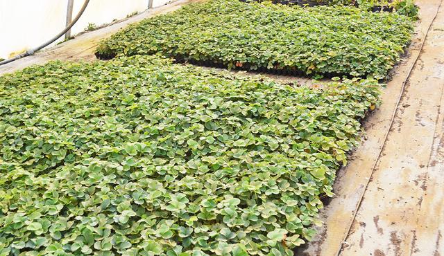 саженцы клубники, купить клубнику рассаду в кассетах, клубника Сандра