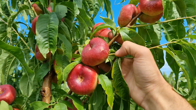 Саженцы нектарина сорт Конценттина