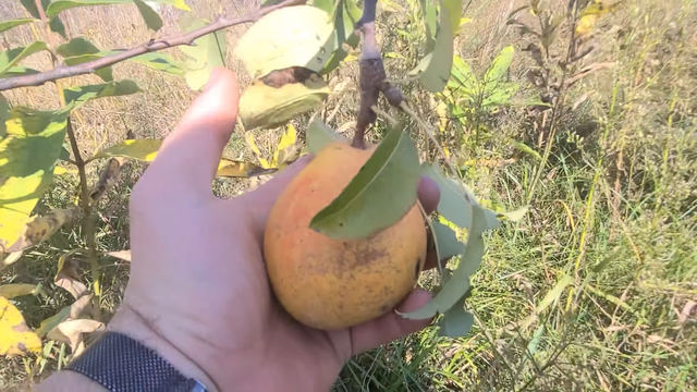 Саджанці груші осінньої сорт Микола Крюгер