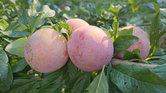 Гибрид сорт Дапл Денди