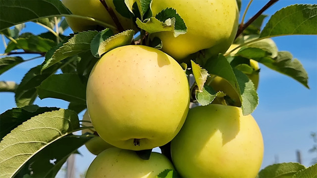 Яблуня Луна, зимовий сорт яблуні, як виглядають плоди яблуні Луна