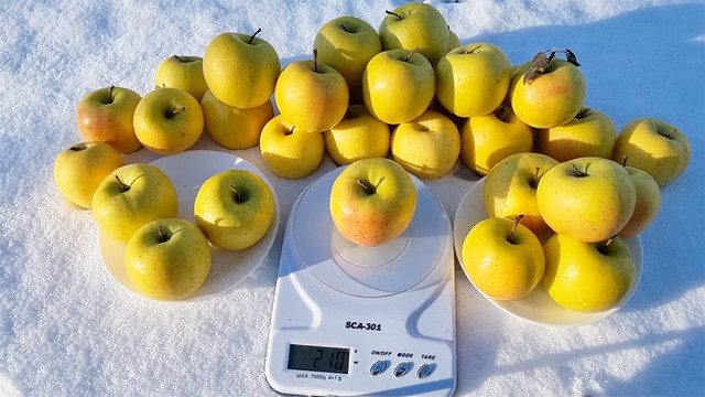 Яблуня сорт Луна, зимовий сорт Луна яблуні, плоди вага яблуні луна, яблука луна