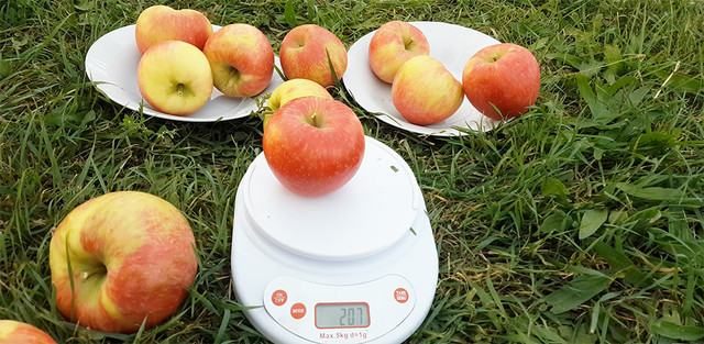 Яблуня сорт Хоней Крісп (Honey Crisp) замова