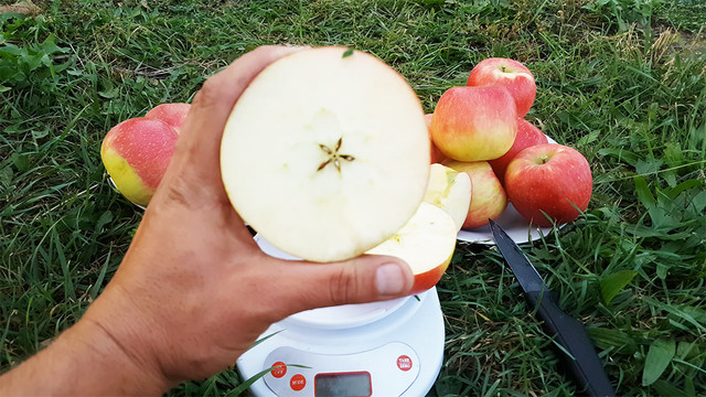 Яблуня сорт Хоней Крісп (Honey Crisp) замова