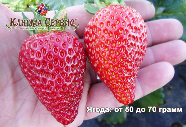 клубника сорт Альбион, клубника Альбион, ягода клубники Альбион