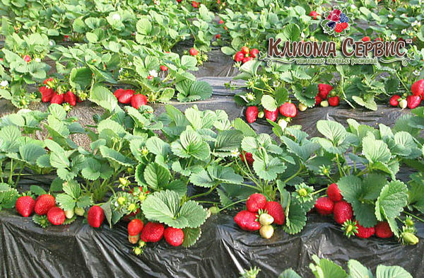 клубника сорт Альбион заказать рассаду в Украине