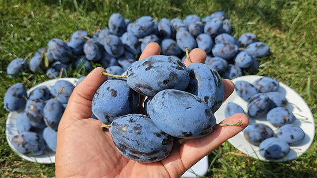 Саженцы сливы сорта Стенлей, поздний сорт